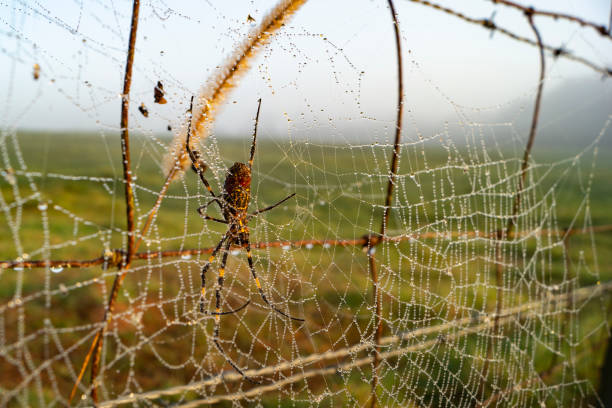 araignée de jardin